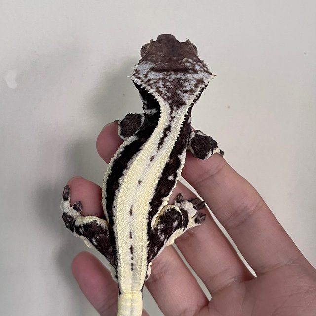 Lilly Axanthic Dark Solid Back