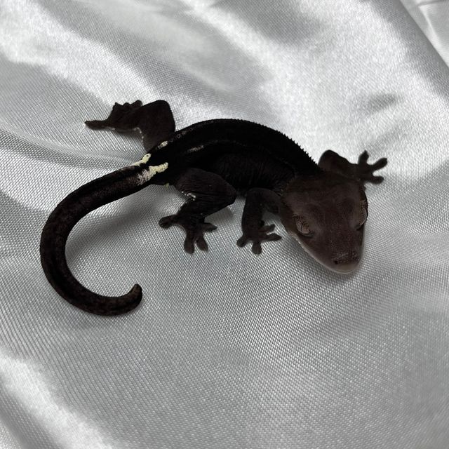 아잔틱