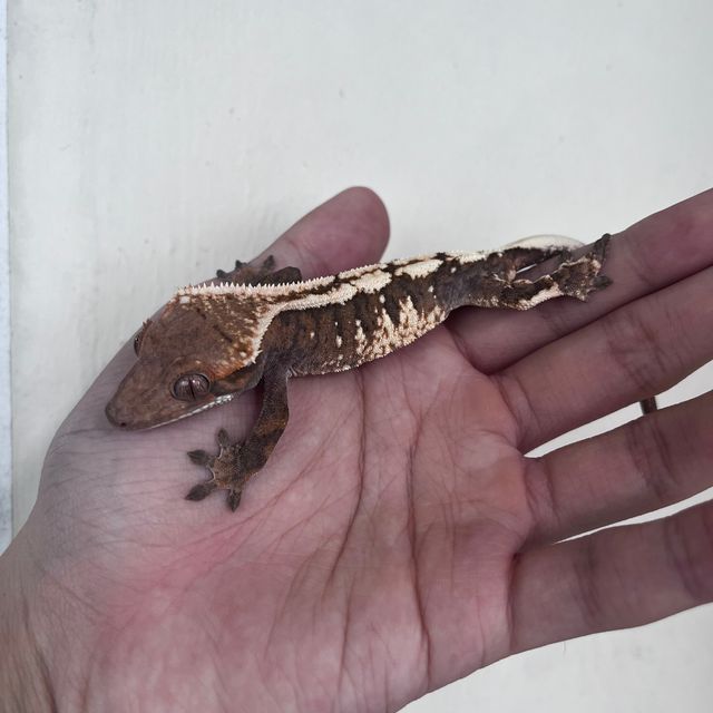 세이블 트라이