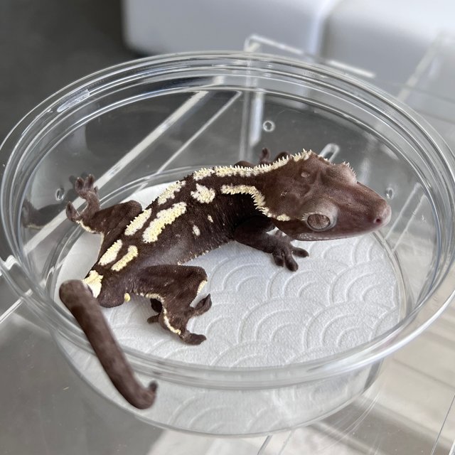Axanthic Sable