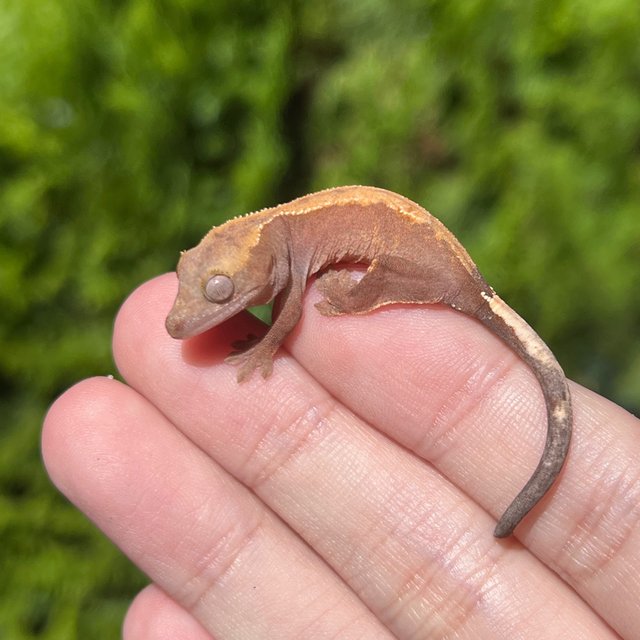 Hypo Cappuccino