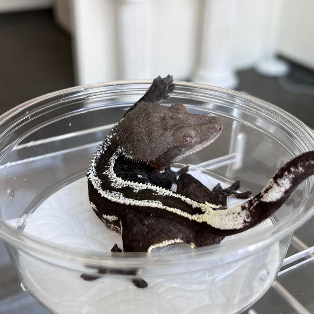 Super Stripe Axanthic White Spot