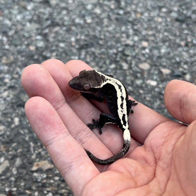 Sable Axanthic