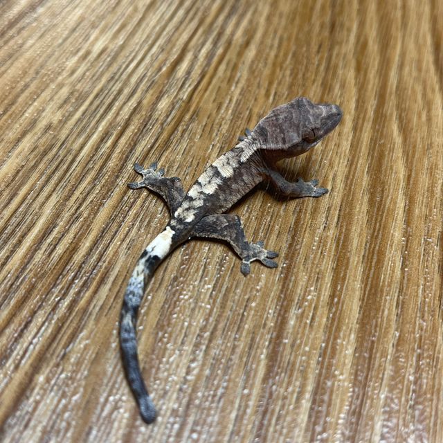 세이블