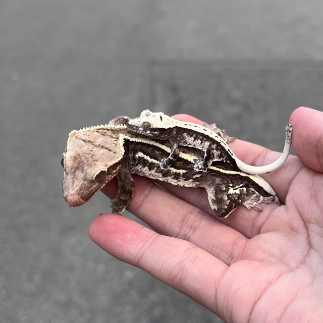 White Spot White Drippy Axanthic