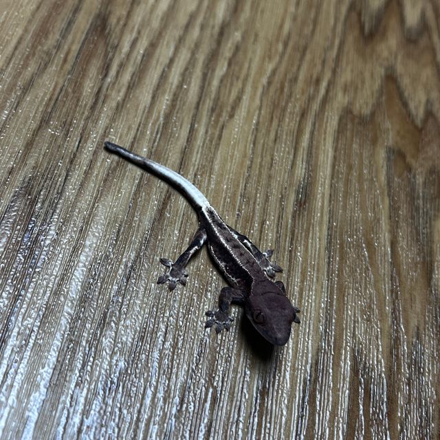 다크 프라푸치노