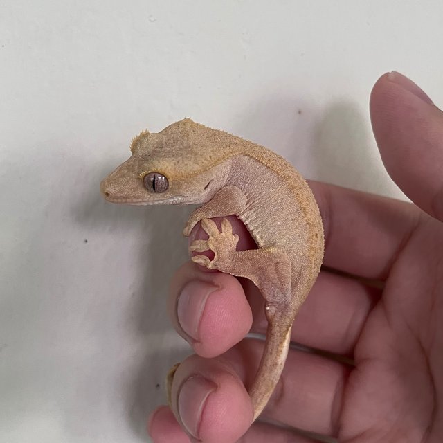 Hypo