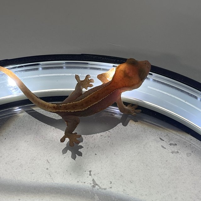 하이포 릴리화이트