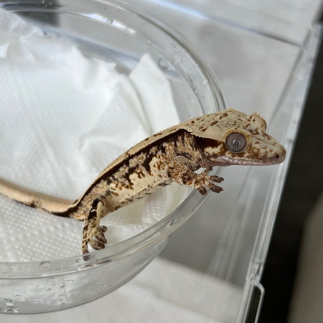 White White Spot 100% Het Axanthic