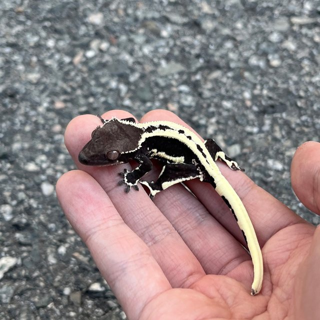 Lilly Axanthic Sable