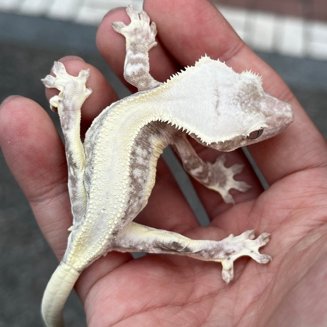 Lilly Axanthic Solid Back White Spot