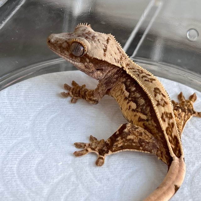 100% Het Axanthic White Spot