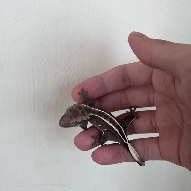 아잔틱 풀핀 화이트핀