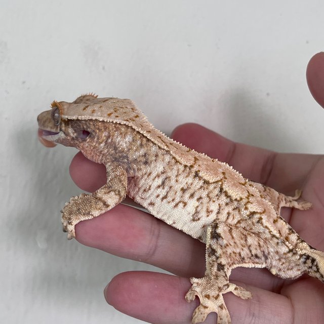 Normal White Spot
