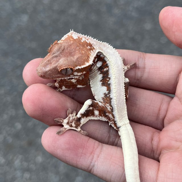 100% Het Axanthic LW Sable Tangerine