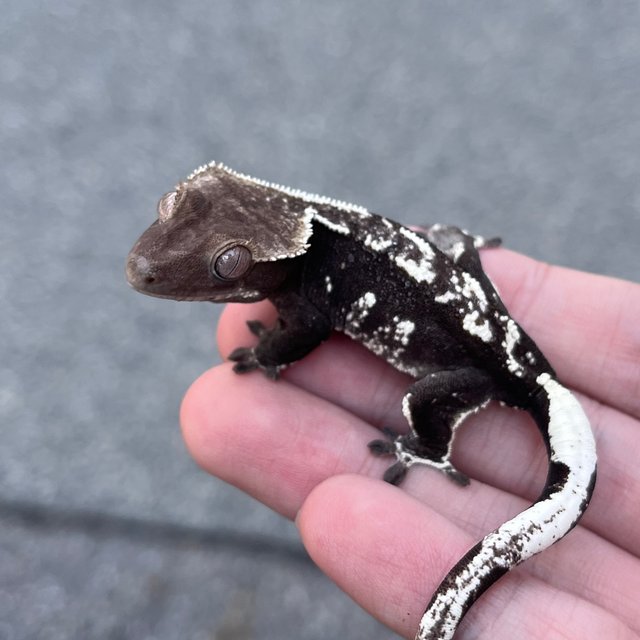 Axanthic White Spot