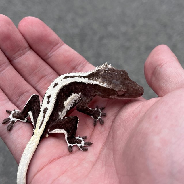 Lilly Axanthic Dark