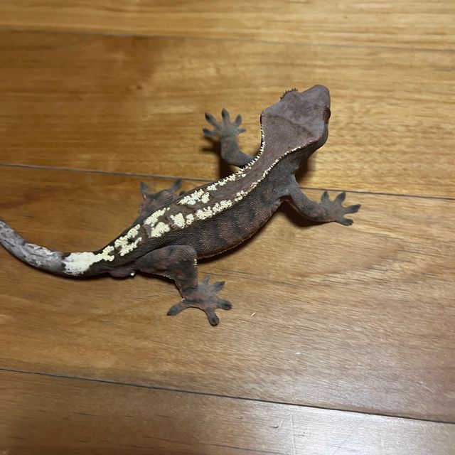 다크 세이블