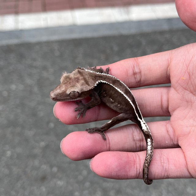 Full Pinstripe Axanthic