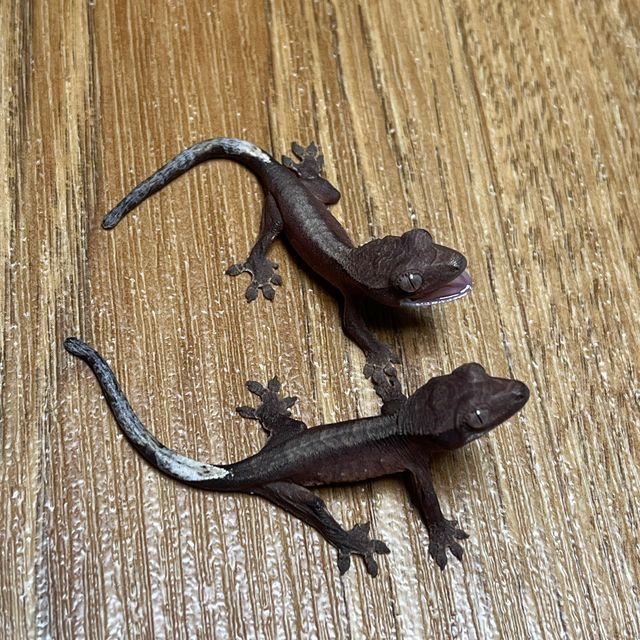 알티 챠콜