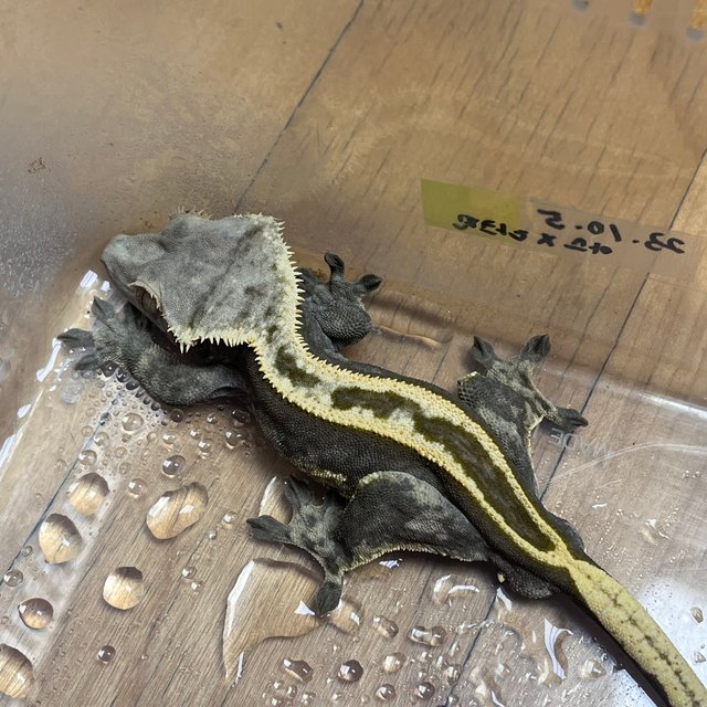 Super Stripe Empty Back