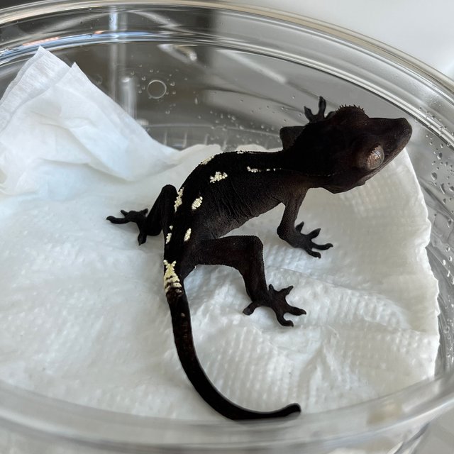 Sable Axanthic