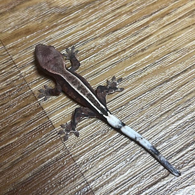 카푸치노
