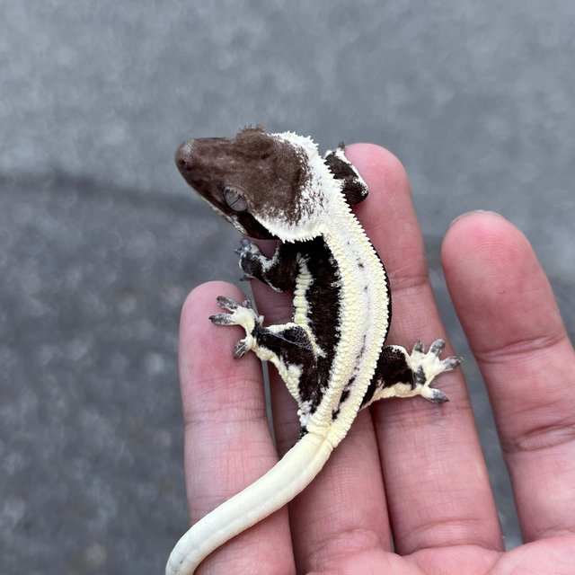 Lilly Axanthic Dark