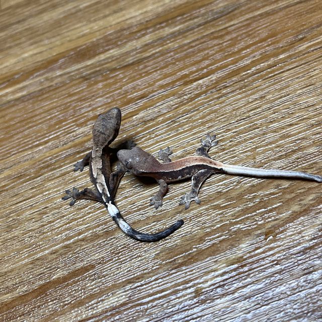 100%헷아잔틱 세이블