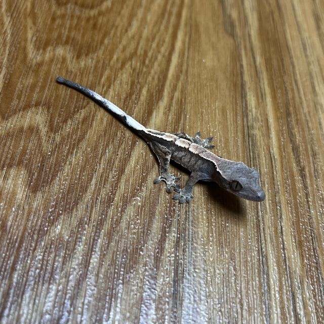 세이블