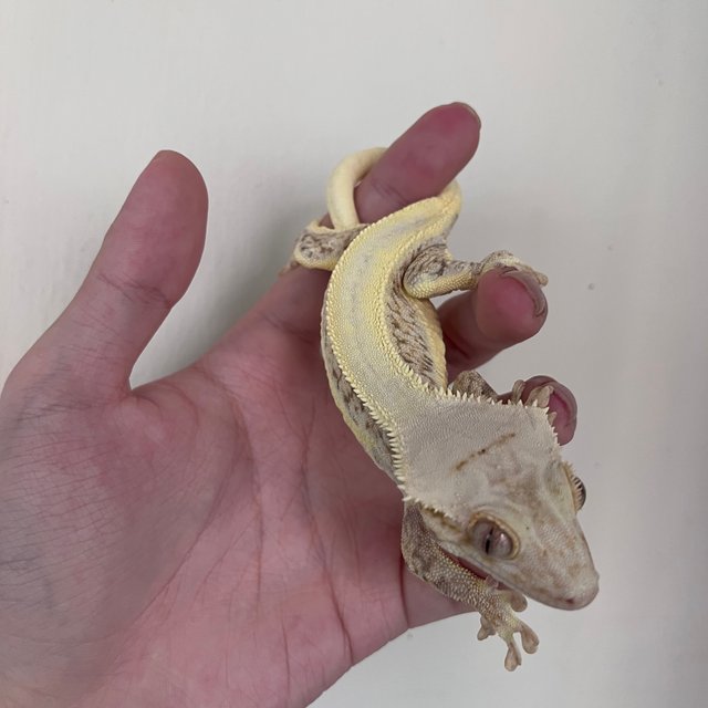 릴리화이트 솔리드백