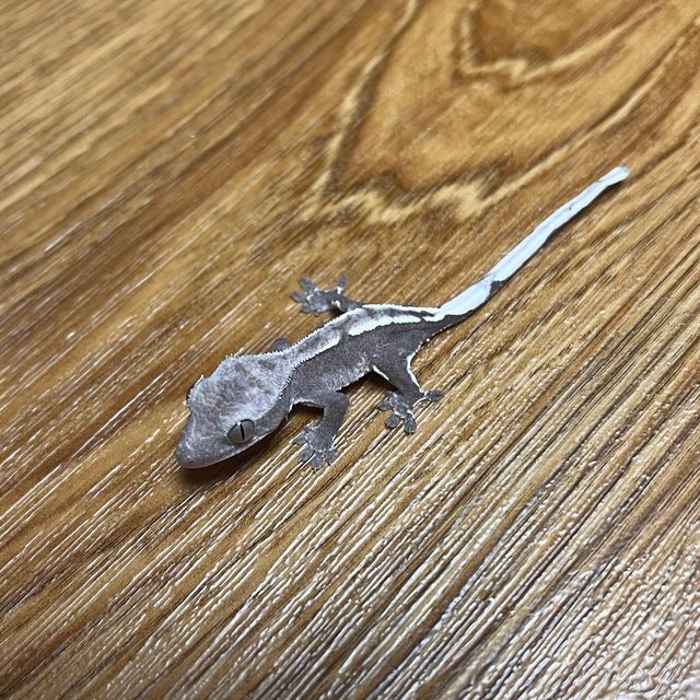 아잔틱