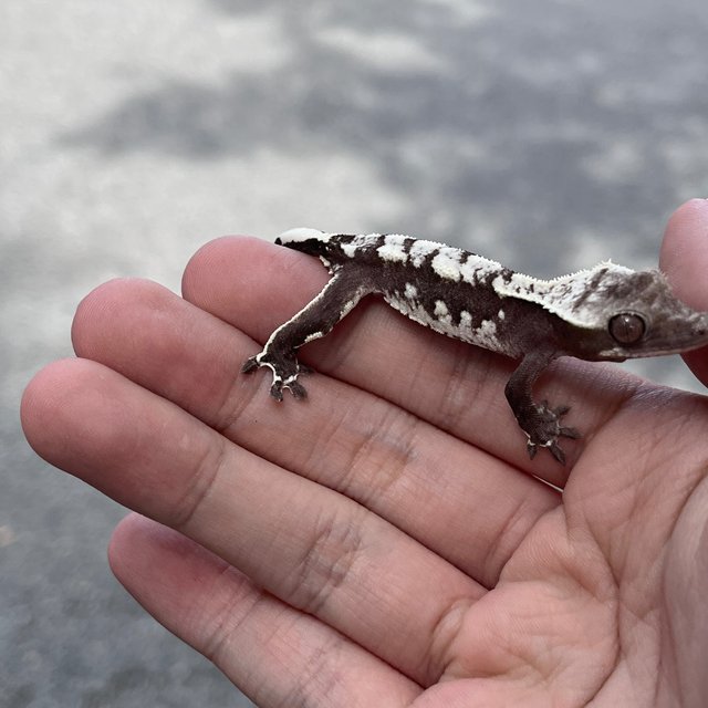 Axanthic White Spot