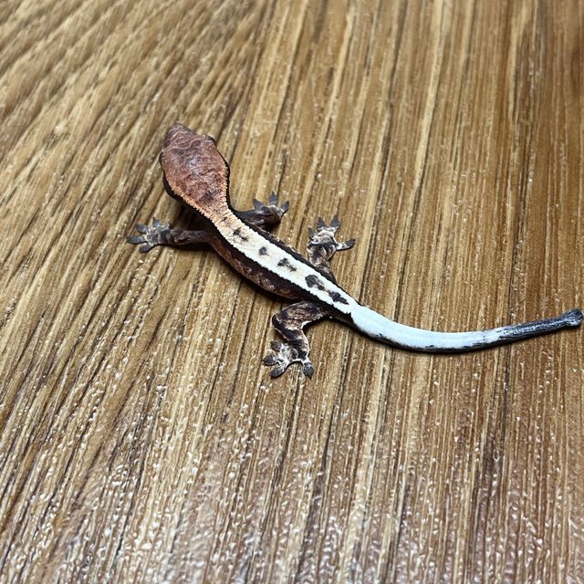 세이블