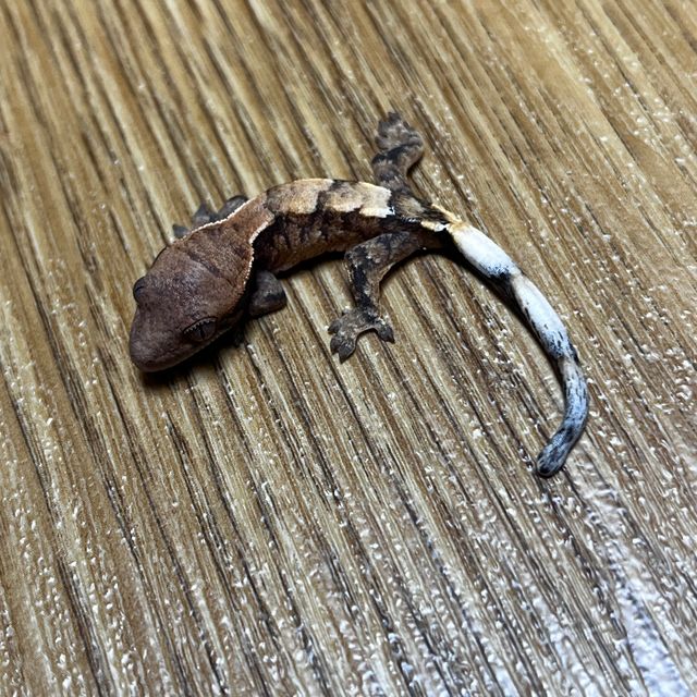세이블 트라이