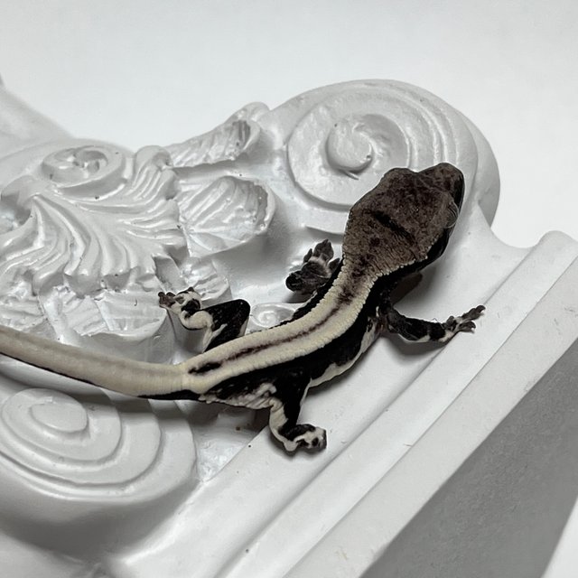 릴잔틱 슈퍼스트라이프