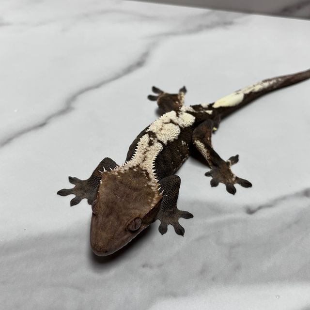 세이블 다크