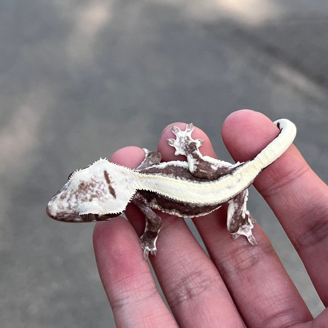 Lilly Axanthic Drippy Solid Back