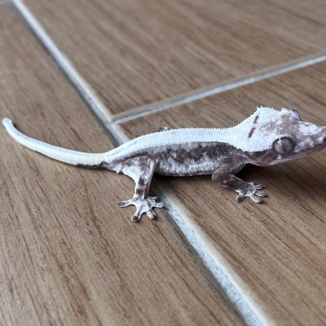 릴잔틱 솔리드백 드리피