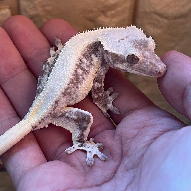 Solid Back Lilly Axanthic White Spot