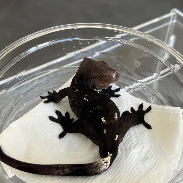 Axanthic