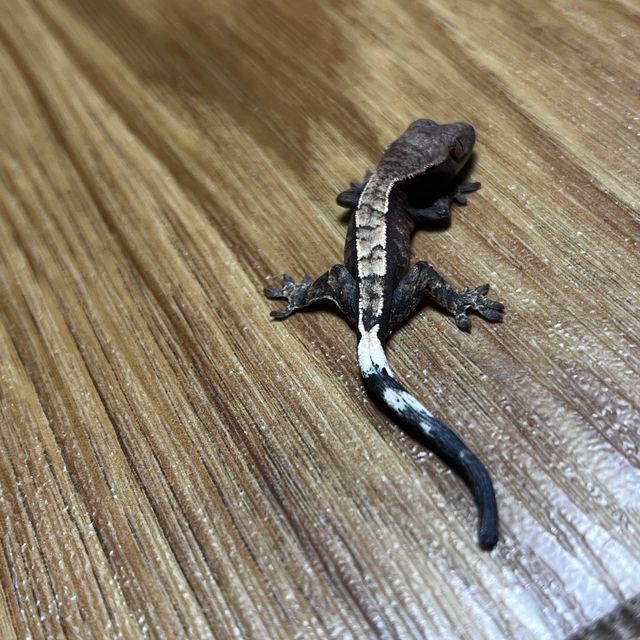 세이블 다크