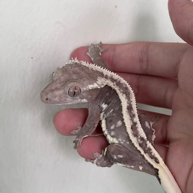 Lilly Axanthic