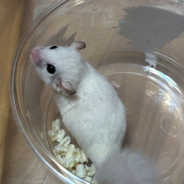 루시스틱