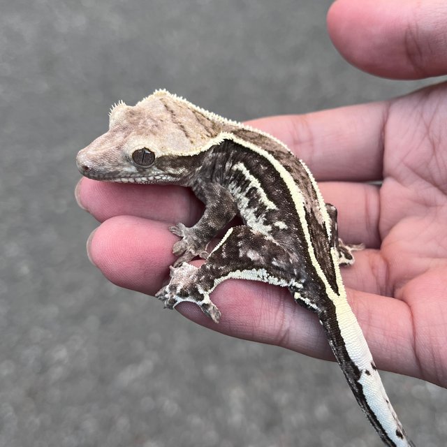 Quad White Spot Axanthic