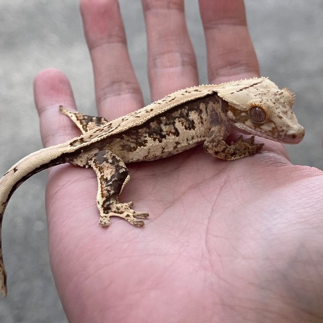 Drippy 100% Het Axanthic White Spot