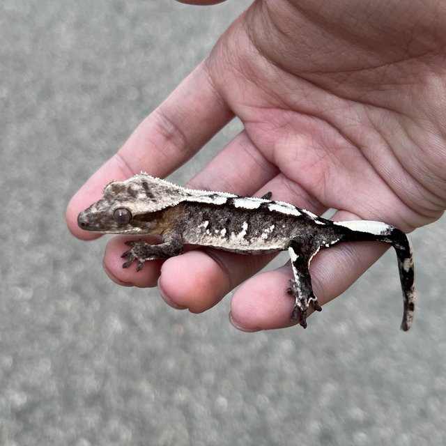 White Spot Axanthic