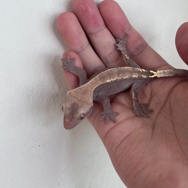 하이포 카푸치노