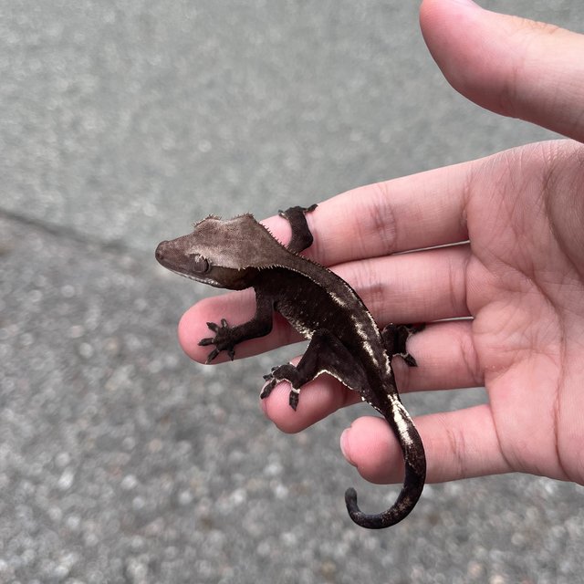 Axanthic Cappuccino