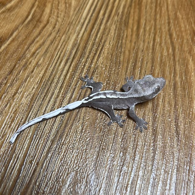 아잔틱